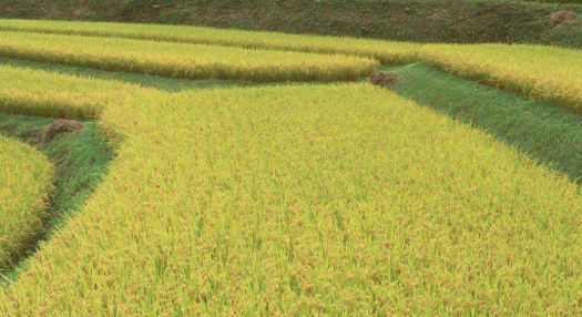水稻种植溯源建设方案 水稻种植管理溯源系统建设方案
