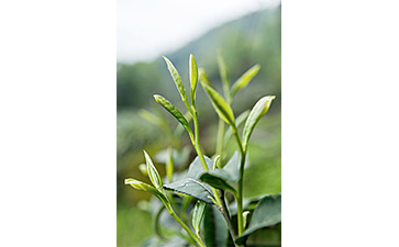 茶叶二维码免费的正能量WWW正能量标签可以带来哪些优势价值已经特点?